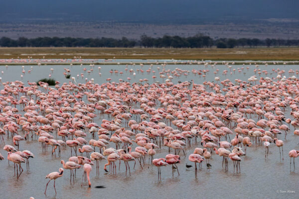 2-DAYS – Amboseli National Safari