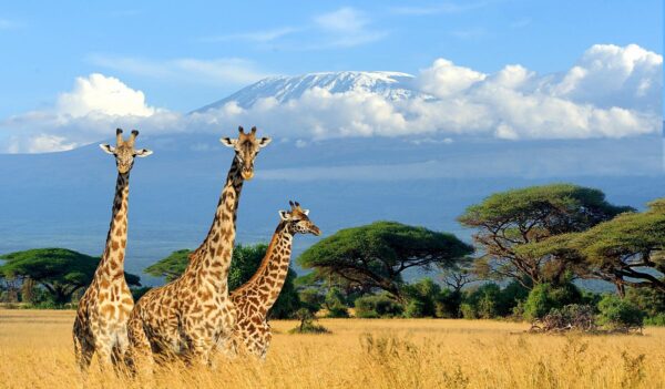 5 Days – Southern Circuit Amboseli-Tsavo
